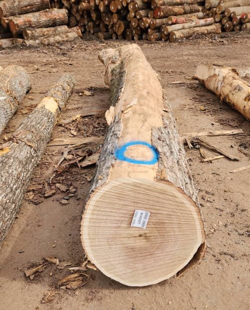 A group of logs with blue tape on them.