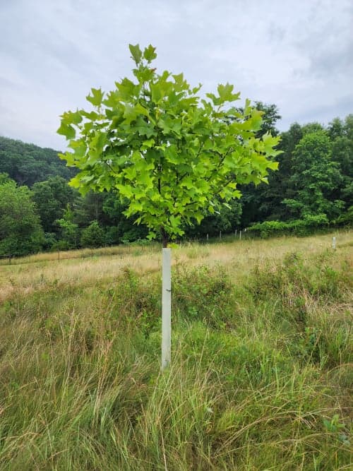 Tulip Poplar