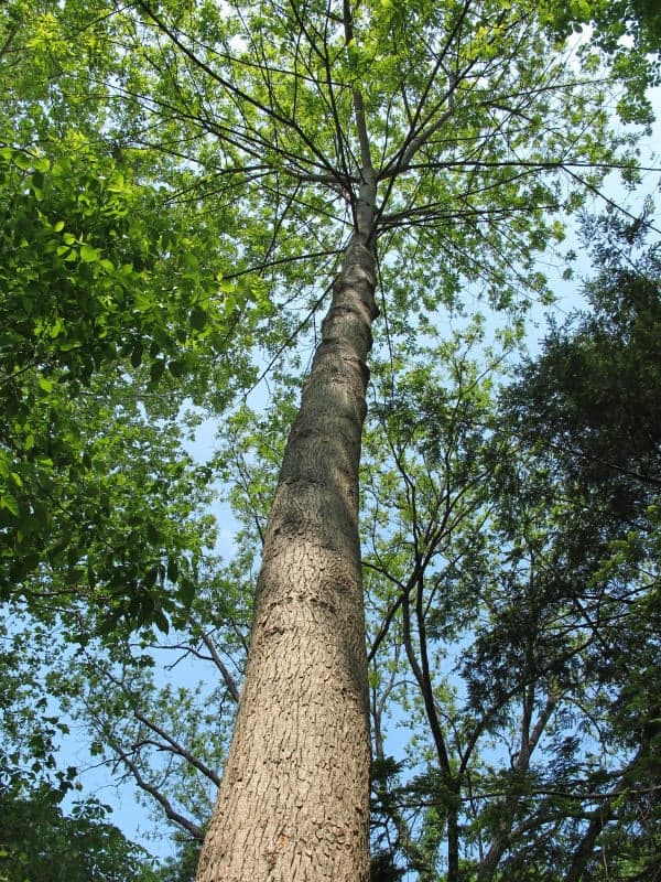 Hickory Tree