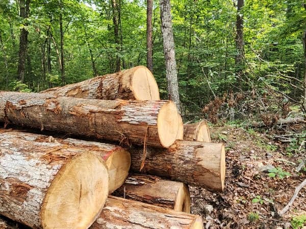 A pile of logs in a wooded area.