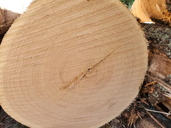 A close up of a tree stump.