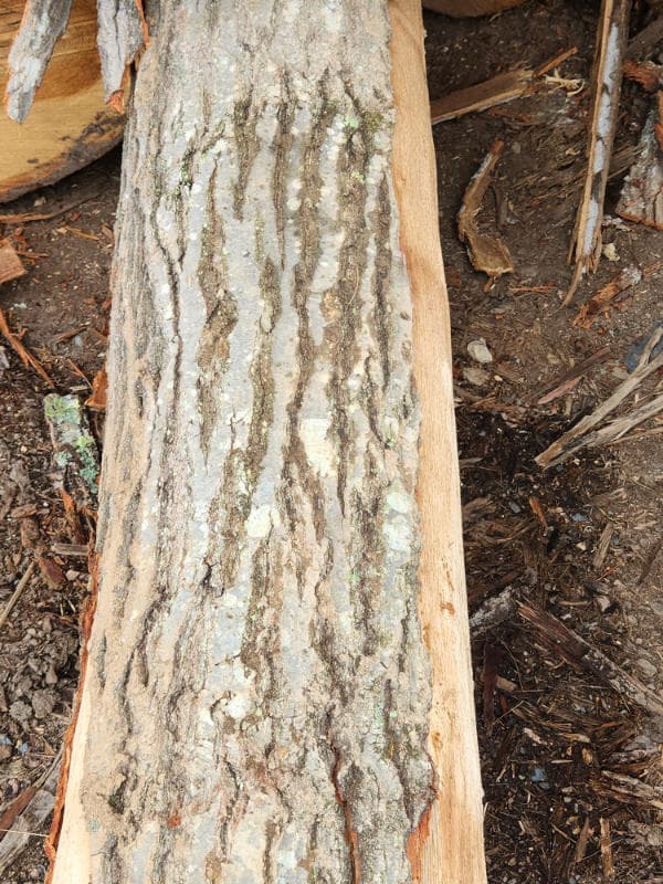 A tree trunk with a lot of bark on it.