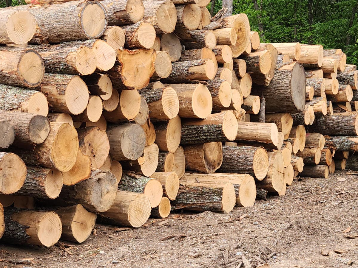 A pile of logs on a dirt road.