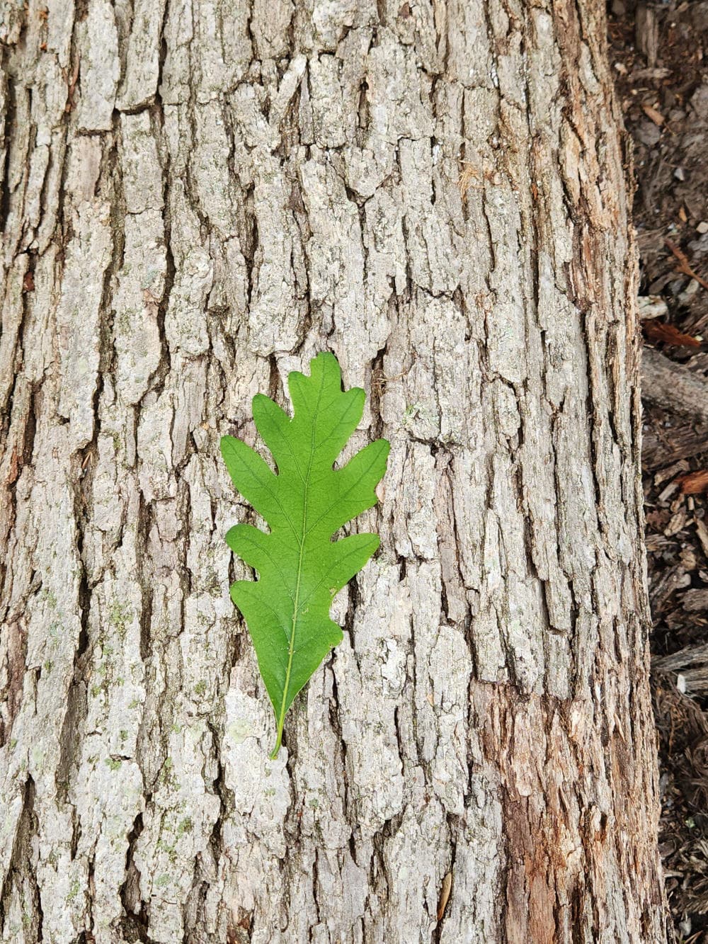 A green leaf on the bark of a tree.
