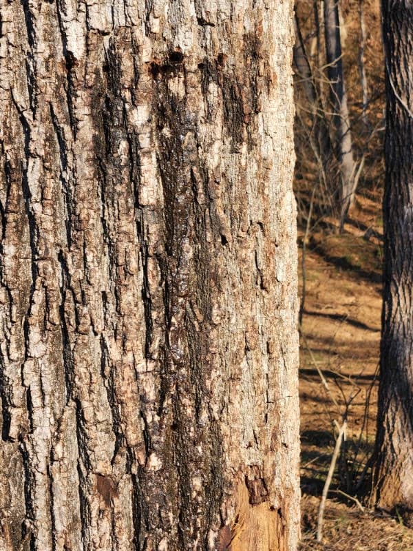 Close-up of a tree trunk with rough, textured bark. Blurred background shows more trees and dry ground in a wooded area.