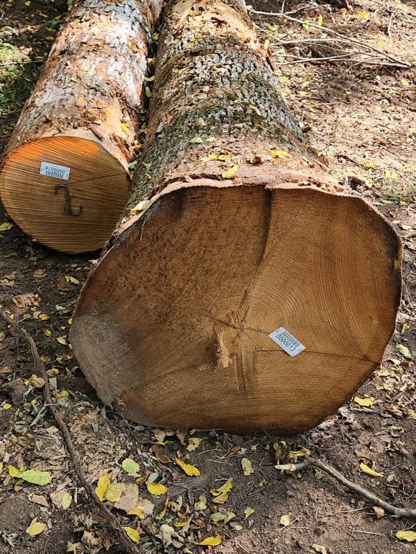Two large tree logs lie on the ground in a forested area, each with a barcode sticker attached to the cut end. Fallen leaves are scattered around.