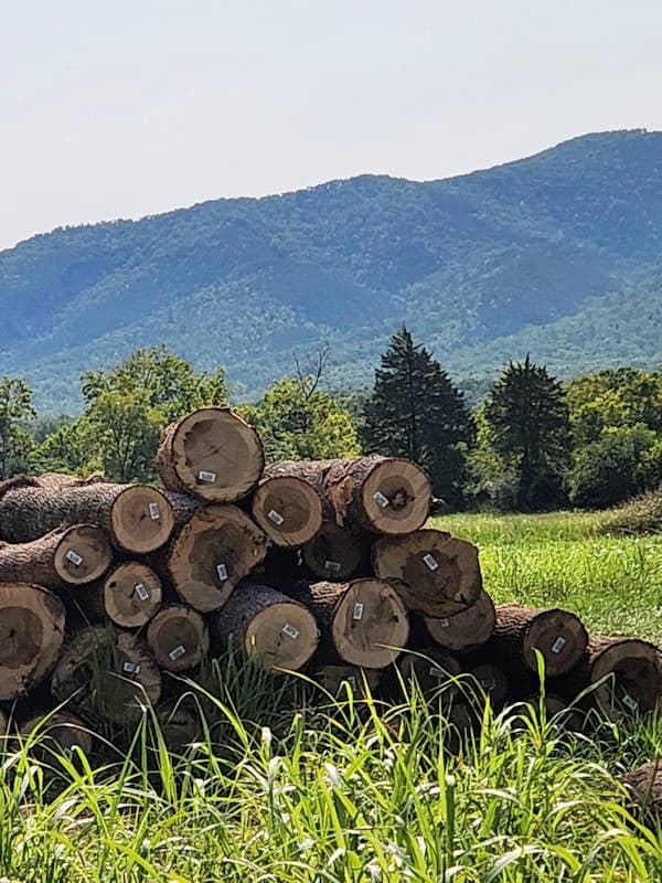 Stacked logs with barcode stickers rest in a grassy field, with green trees and mountains in the background under a clear sky.
