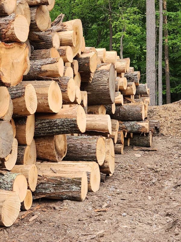Large stacks of cut logs are piled on the ground in a forested area with green trees in the background.