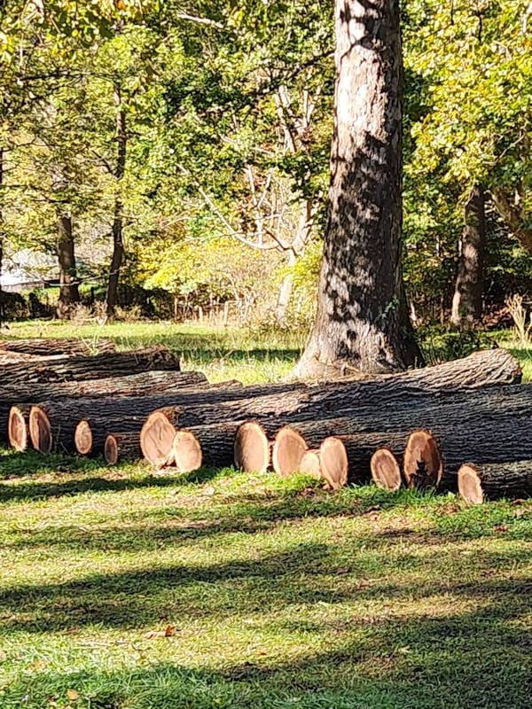 Several large tree trunks lie cut and stacked on grassy ground in a sunlit wooded area.