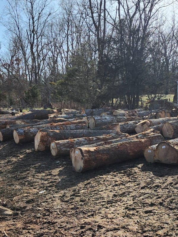 Several large tree logs are stacked on the ground in a clearing with bare trees and sparse vegetation in the background.