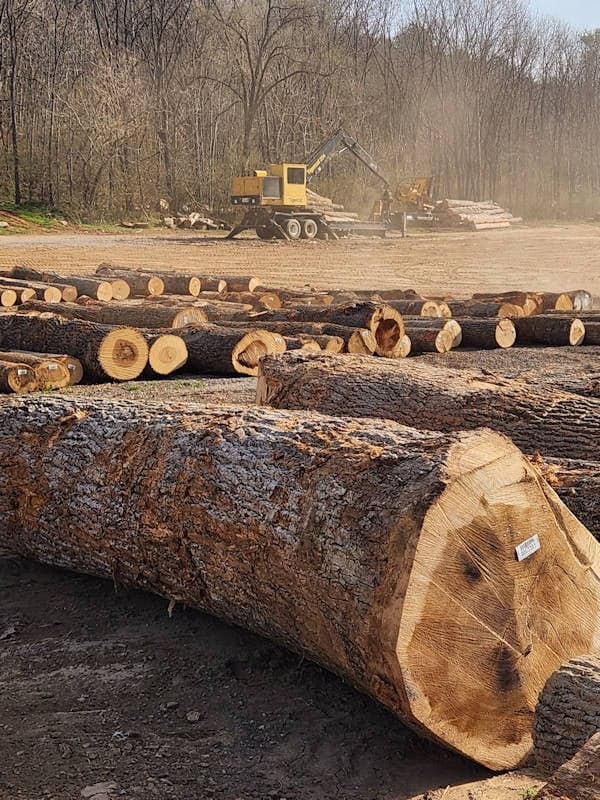 Large cut logs are stacked in rows at a logging site with a yellow logging machine working in the background near a forested area.