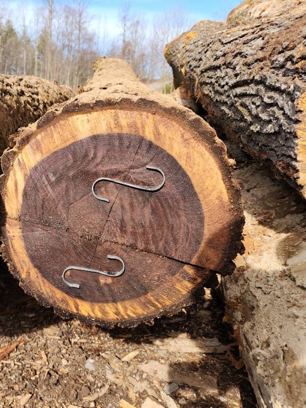 A close-up of a cut tree trunk lying on the ground with two metal hooks embedded in the growth rings. Other logs and trees are visible in the background.