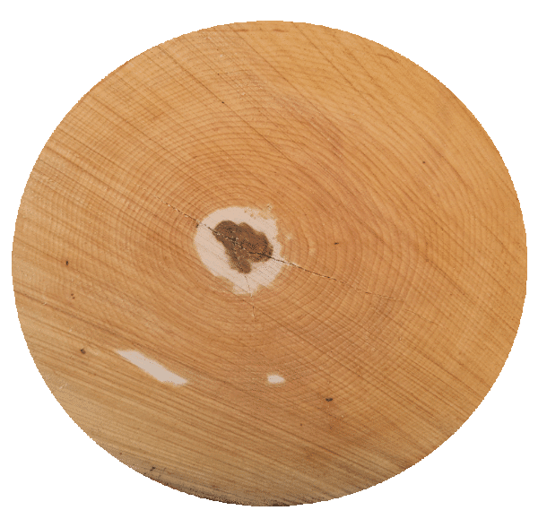 Close-up of a tree stump showing annual growth rings and a central knot.
