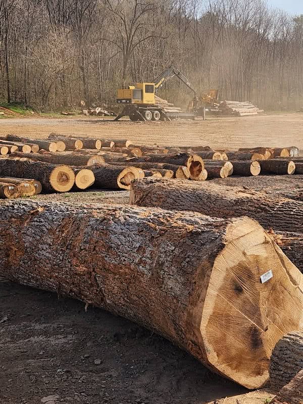 Large cut logs are stacked in rows at a logging site with a yellow logging machine working in the background near a forested area.